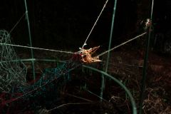 IMG_0368